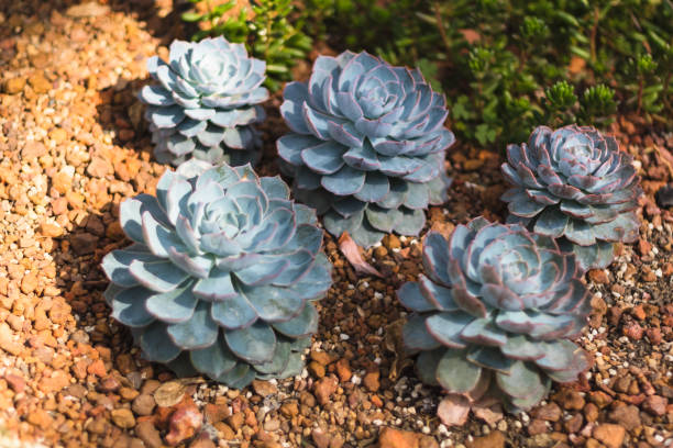 istock cactus plant in garden with little stone 643694106