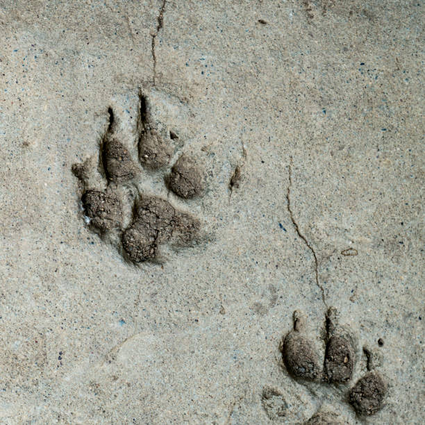 istock Dog foot print 643698094