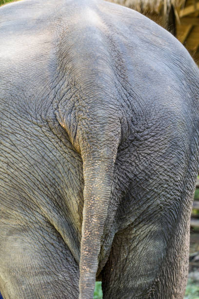 istock The Behind of a asia elephant, wagging it's tail 643707462