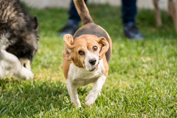 istock Funny dog running with exorbitant eyes 643707762