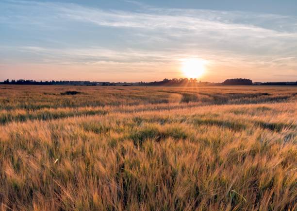 istock Sunset at the golden field 643708074
