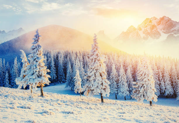 istock magical winter snow covered tree. Sunset in the Carpathians. Ukr 643708318