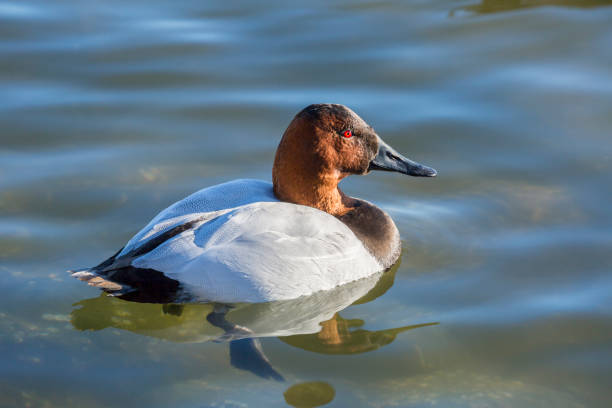 A close-up of a male Canvasback (Aythya valisineria) duck.