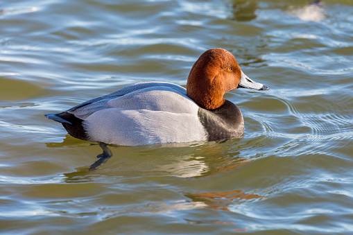 A lone male Redhead Duck (Aythya americana).\n\n\n\n