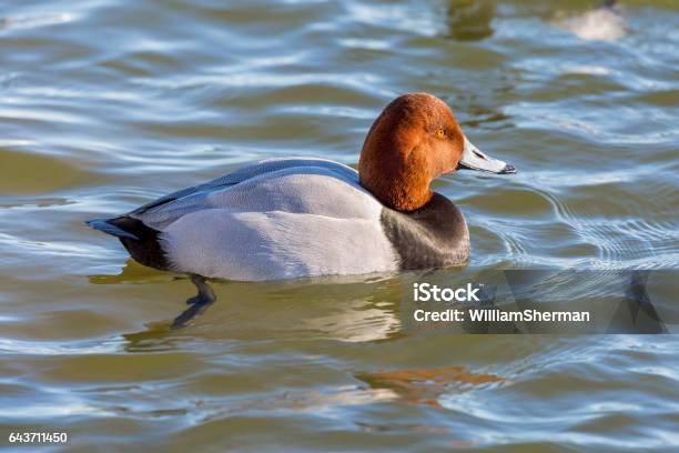 Male Redhead Duck Stock Photo - Download Image Now - Redhead Duck, Duck - Bird, One Animal