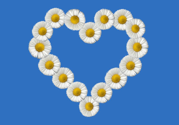 istock Floral heart; daisy; bellis 643712132