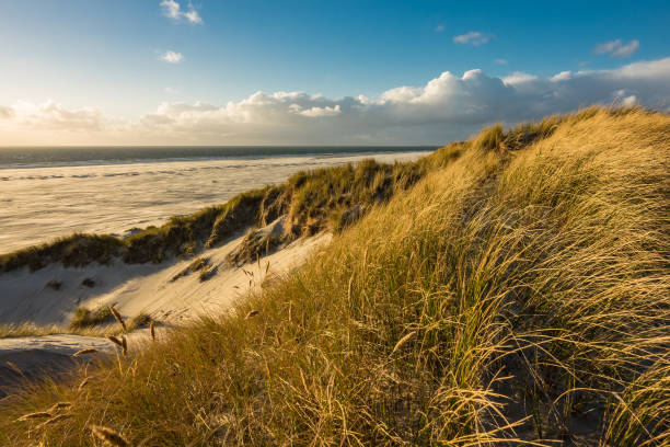 istock Dunes on the North Sea coast 643714252