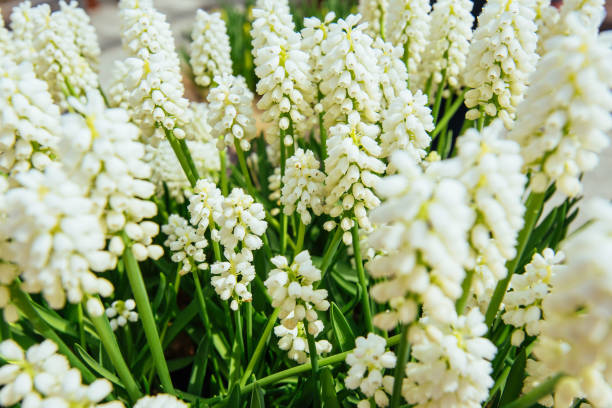 istock Flower beds with white flowers muscari 643714524