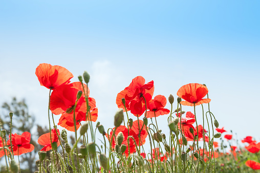 Red poppy flowers against the blue sky. Selective focus. Beautiful summer landscape