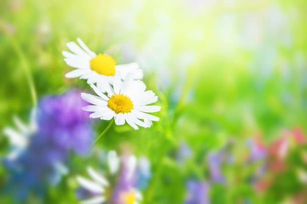 istock White daisies and green grass in the field. 643718882