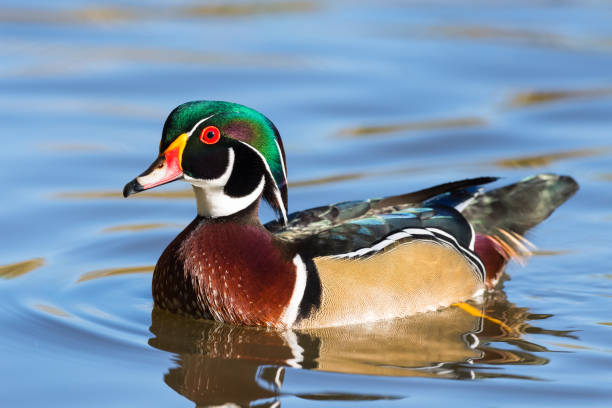 istock Wood duck, Aix Sponsa, male bird in fall 643723592