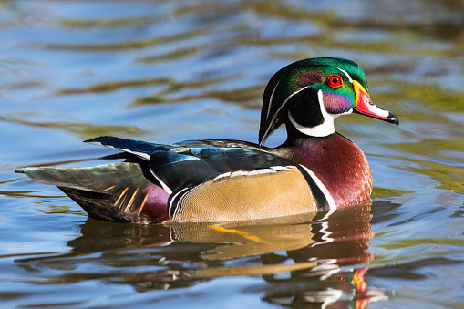 Male Wood duck, Aix Sponsa, floating on water in fall.