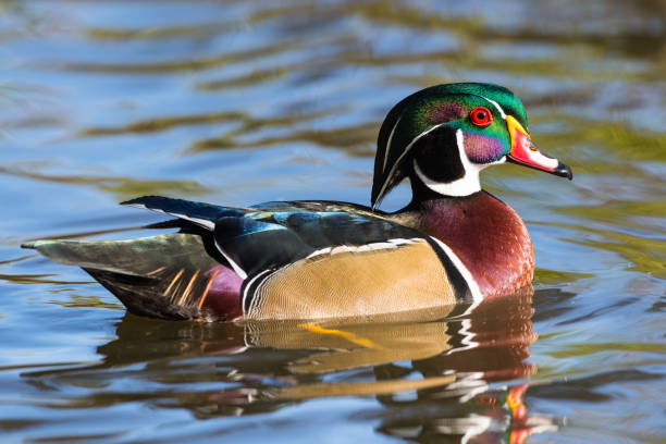 Wood duck, Aix Sponsa, male bird in fall Male Wood duck, Aix Sponsa, floating on water in fall. drake male duck photos stock pictures, royalty-free photos & images