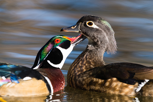 Male and female Wood duck, Aix Sponsa, floating on water in fall. Kissing.