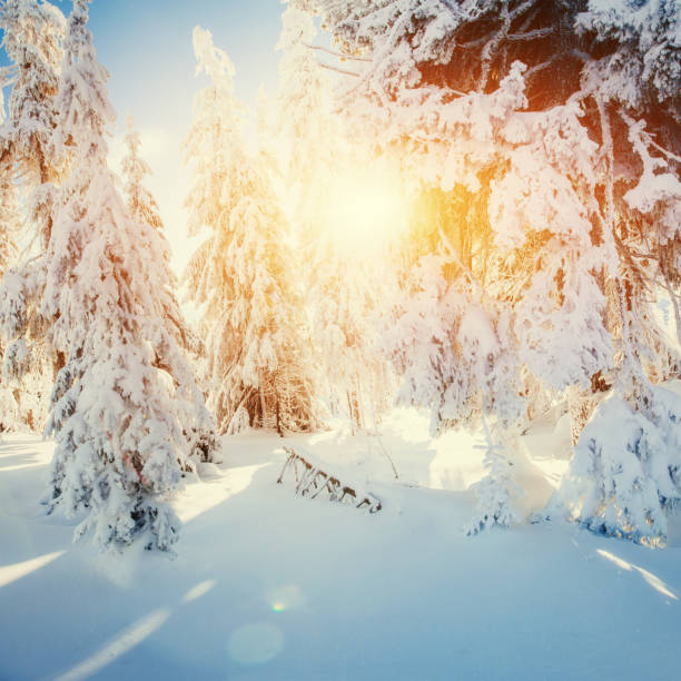 istock Winter landscape glowing by sunlight. Dramatic wintry scene. Car 643727566