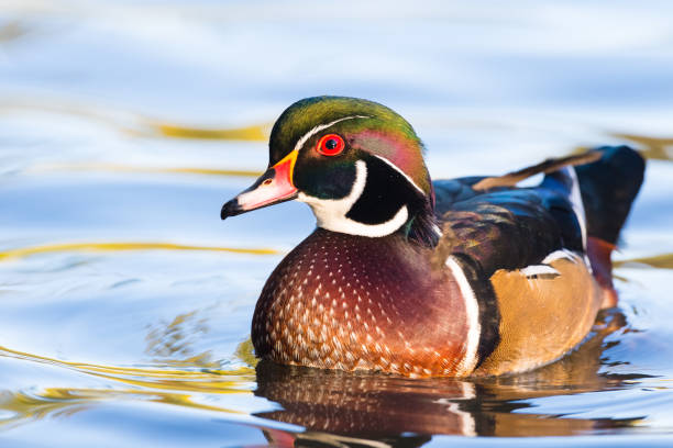 istock Wood duck, Aix Sponsa, male bird in fall 643727944