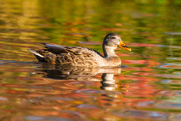 Mallard duck, Anas platyrhynchos, female floating on water in fall.