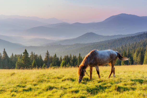 istock Horses on the meadow in the mountains 643730616