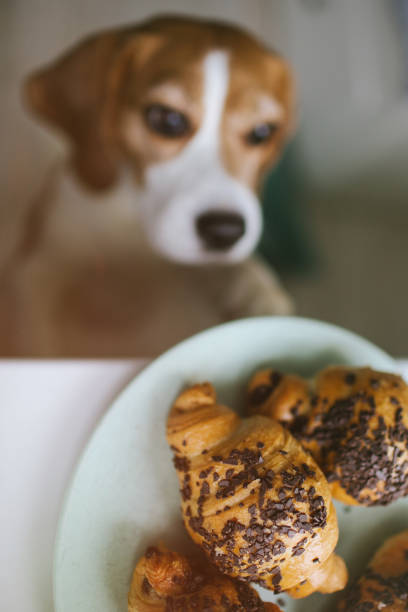 istock Puppy with bright expression on face trying to eat croissants 643730696