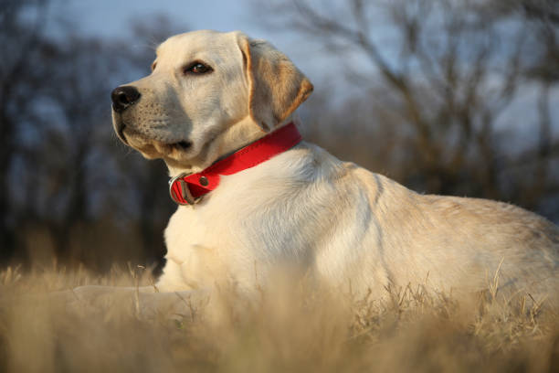 istock Labrador retriever laying on the grass 643730958