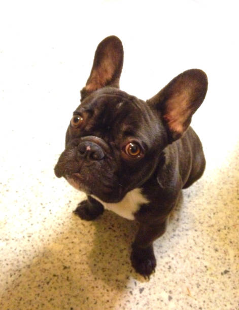 istock Brindle French Bulldog Puppy 643731472