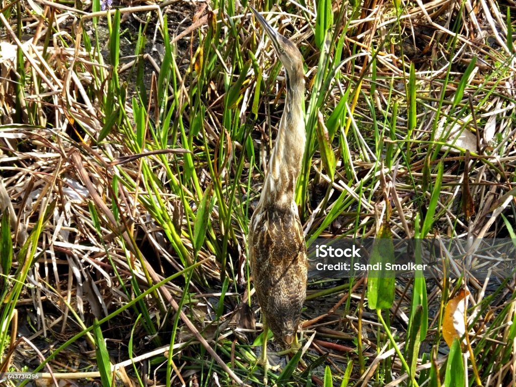 A Bittern Insect American Bittern Stock Photo - Download Image Now - American Bittern ...