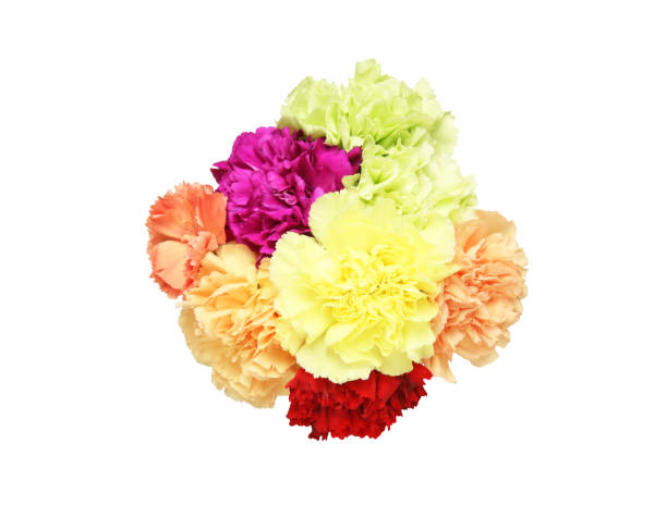 istock Bouquet of carnation 643740620