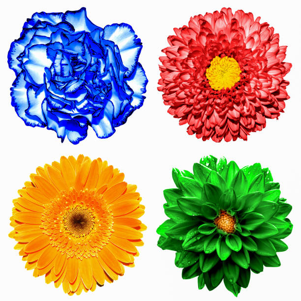 Set of 4 in 1 flowers: red chrysanthemum, orange gerbera, blue clove and red chrysanthemum flower isolated on white