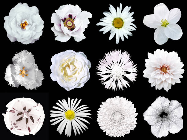 istock Collage of surreal white flowers 12  isolated on black 643747046