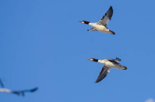 istock Pair of Common Mergansers Flying in a Blue Sky 643747714