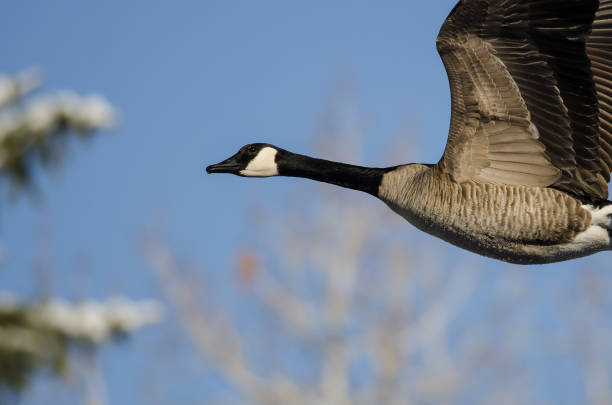 istock Profile of Canada Goose Flying in a Blue Sky 643747780
