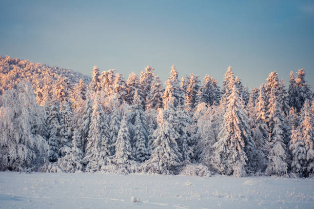 istock Winter landscape glowing by sunlight. Carpathian, Ukraine, Europe. 643756892