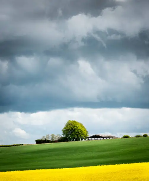 Bright yellow mustard field against a cloudy  sky