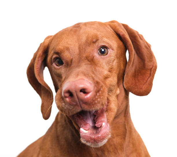 istock Vizsla dog on white begs for treats 643757330