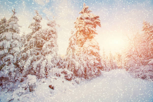 istock winter landscape trees snowbound, bokeh background with snowflak 643757614