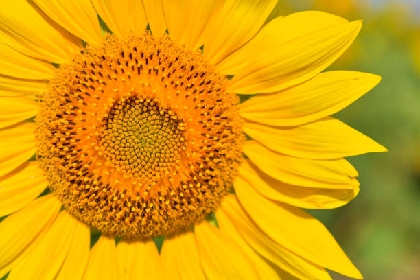 istock Sunflowers bloom in garden on the autumn. 643757718