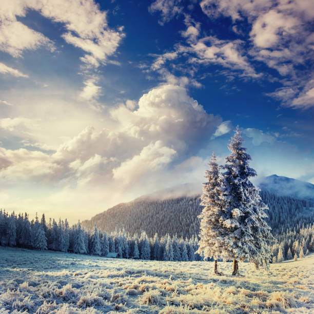 istock magical winter snow covered tree in the Carpathians. Ukraine, Eu 643759990