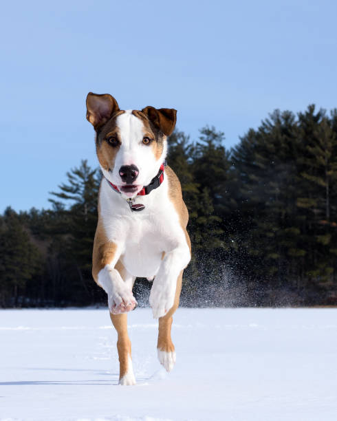 istock Happy Running Dog On SNow 643763768
