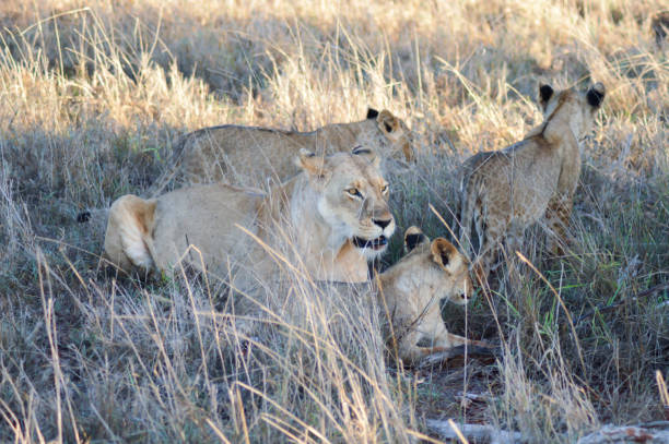 istock A Lioness and her three lion 643764068