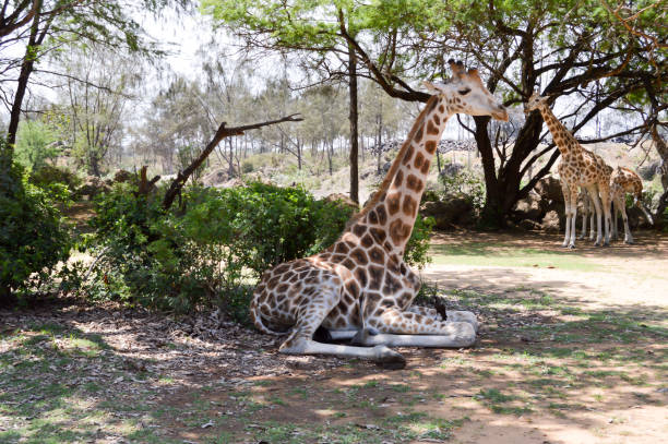 istock Giraffe sitting in the shade 643764742