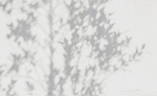shadows leaf on a white concrete