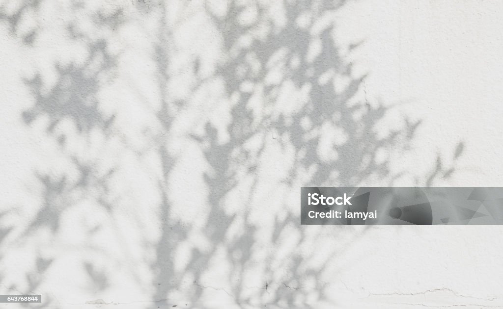 shadows leaf on a white concrete shadows leaf on a white concrete rough texture wall Shadow Stock Photo