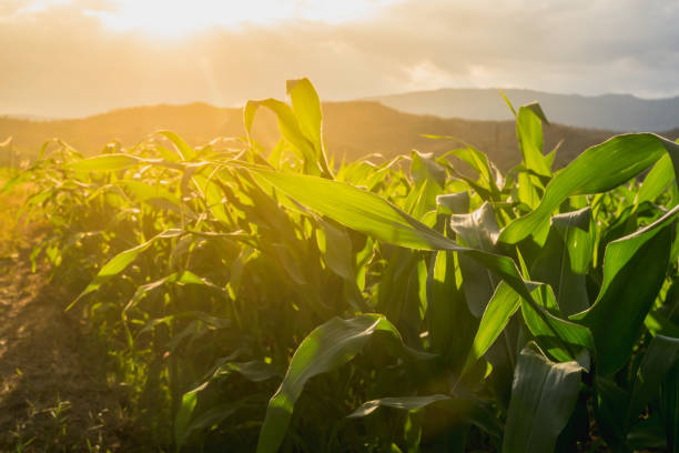 istock corn field in agricultural garden 643768846