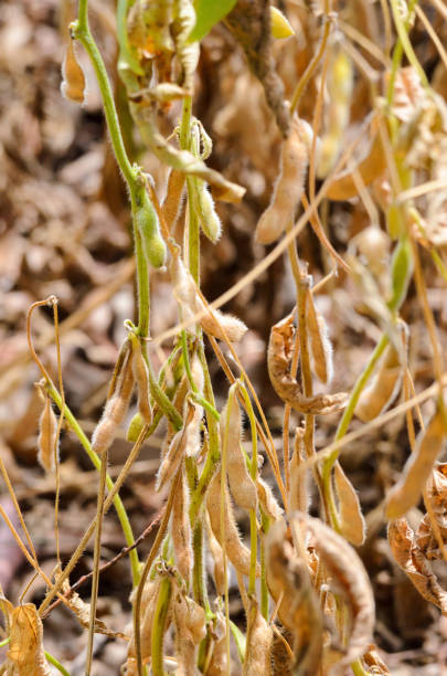 istock Close up on ripe soybeans ready for harvest 643769034