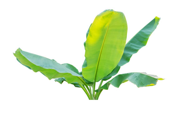 istock Banana trees isolated on white background 643771104