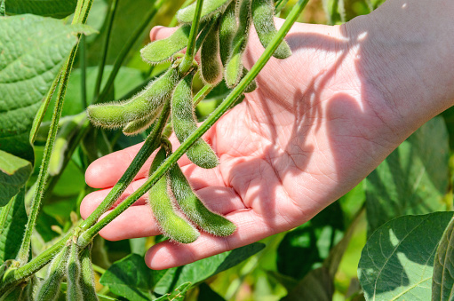 Hand holding a soybean branch with grains and green leaves