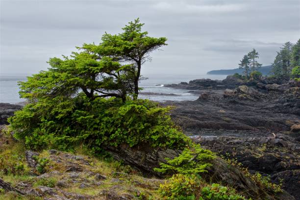 istock Windswept fir on rocky beach 643781860