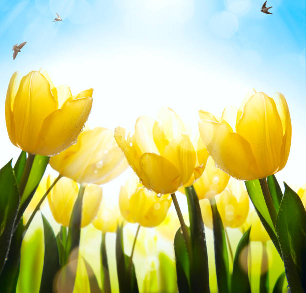 istock spring floral background; fresh tulip flower on blue sky background 643781948