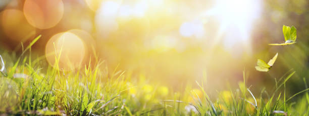 istock art abstract spring background or summer background with fresh grass and butterfly 643781964
