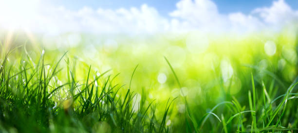 istock art abstract spring background or summer background with fresh grass 643781968
